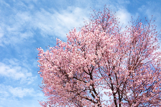 近所の桜。このまま素材写真としても使えそうなくらい満開でした。