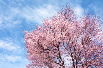 帯広もようやく桜が咲きました。